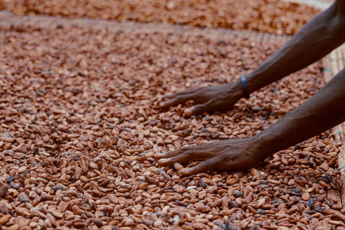 Étalage de fèves de cacao triées