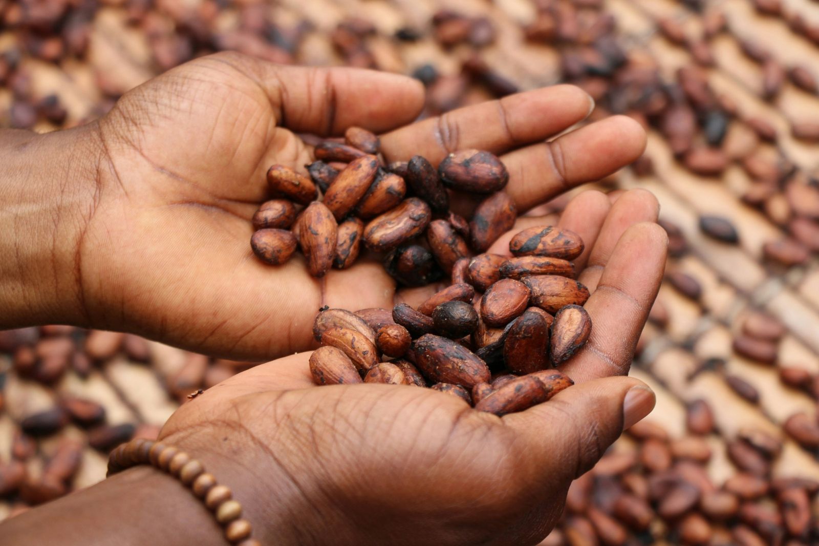 Mains tenant des fèves de cacao séchées, dans un village de Côte d'Ivoire